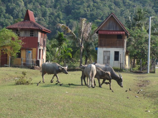 Wasserbüffel bei malaiischen Häusern.
